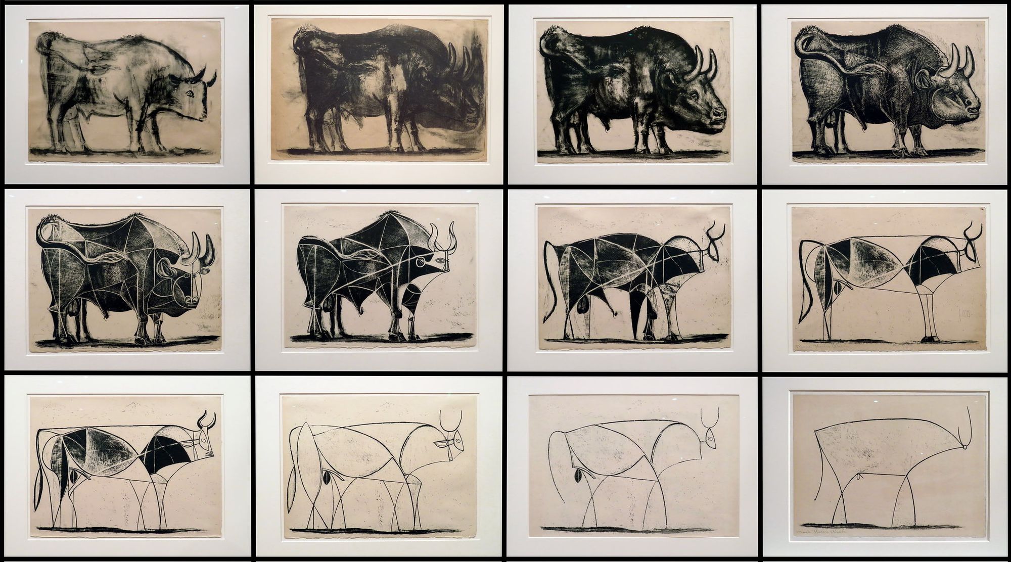A series of bull drawings by Pablo Picasso