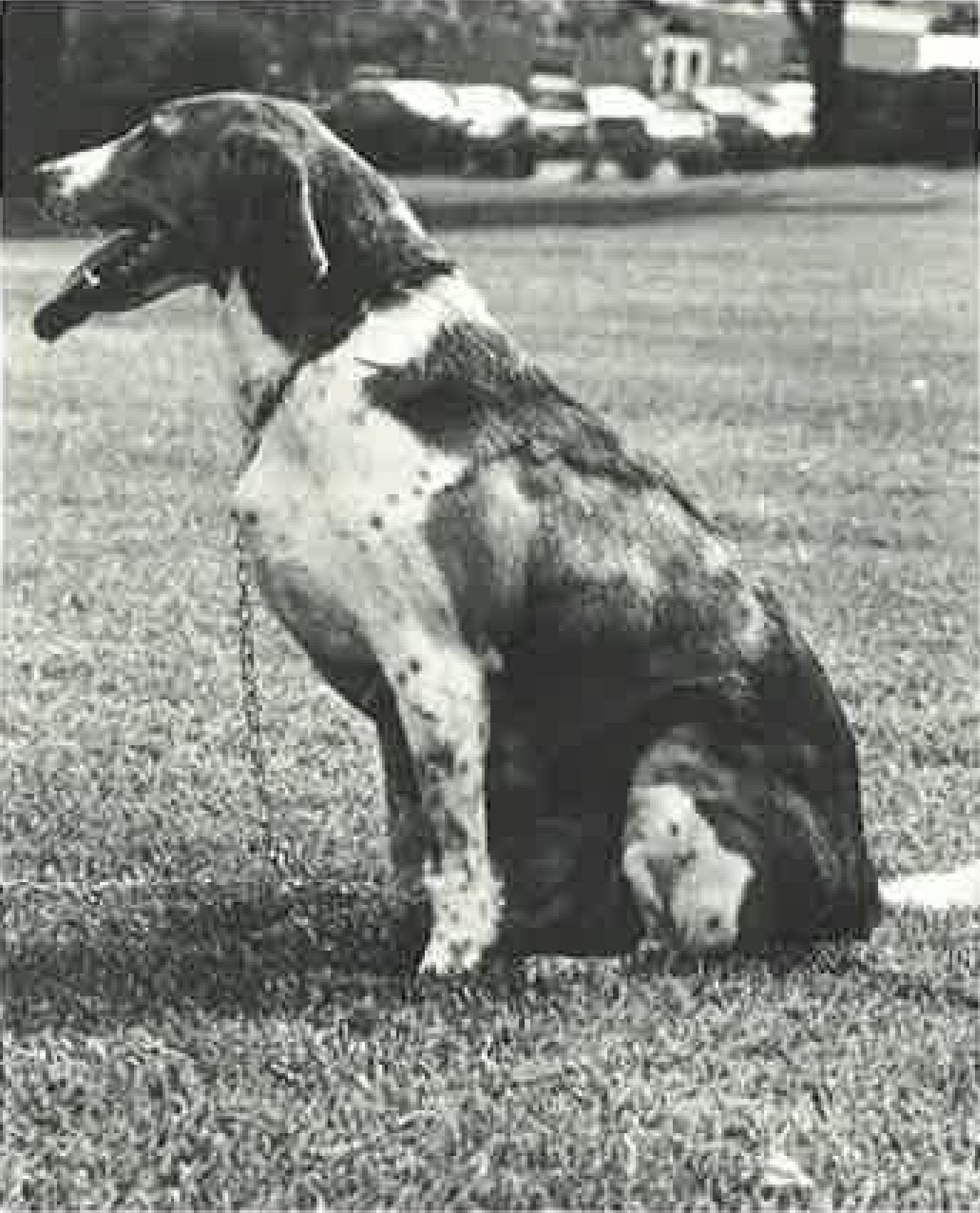 Black and white image of the profile of Brunhilde sitting in grass